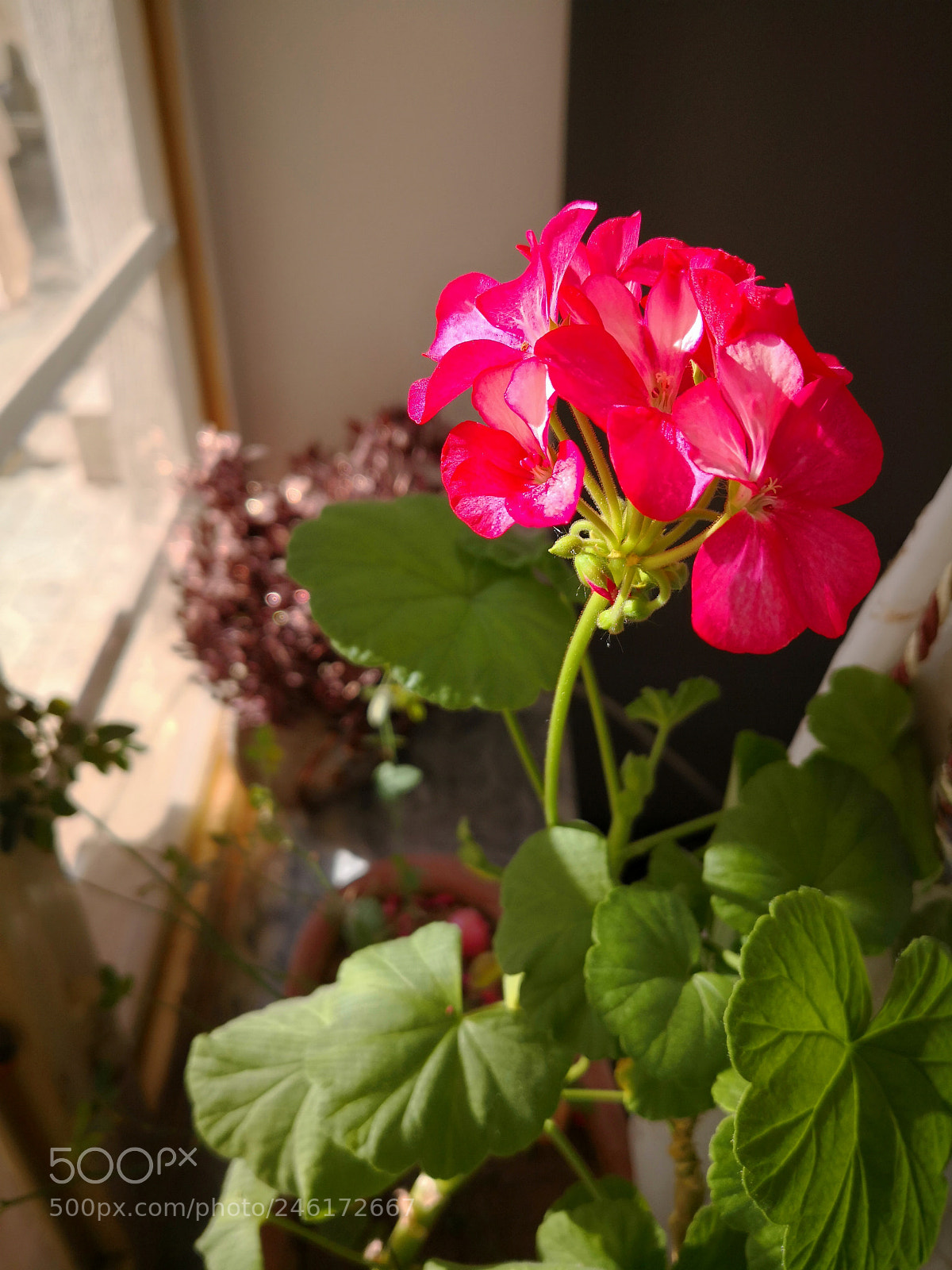 HUAWEI Mate 10 sample photo. Flowers photography