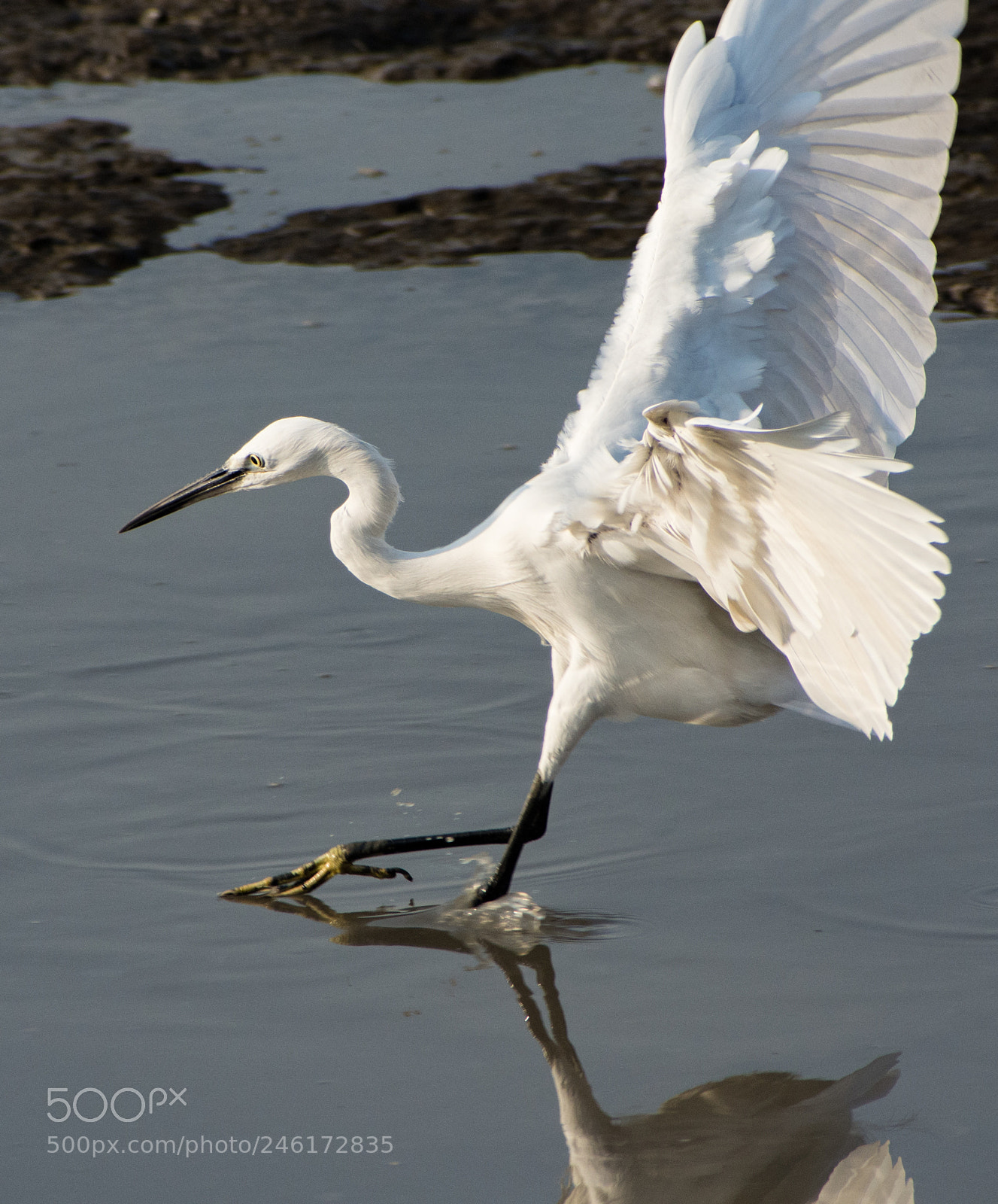 Nikon D7200 sample photo. A grand landing photography