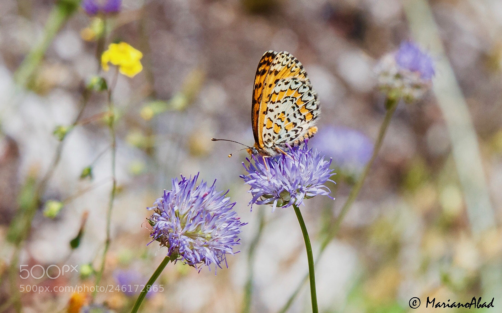 Canon EOS 7D sample photo. Mariposa photography