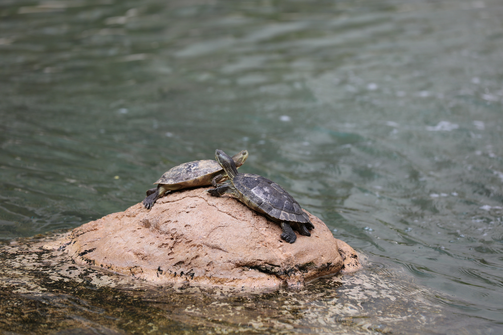 Canon EOS 5DS R sample photo. Dcbdfo photography