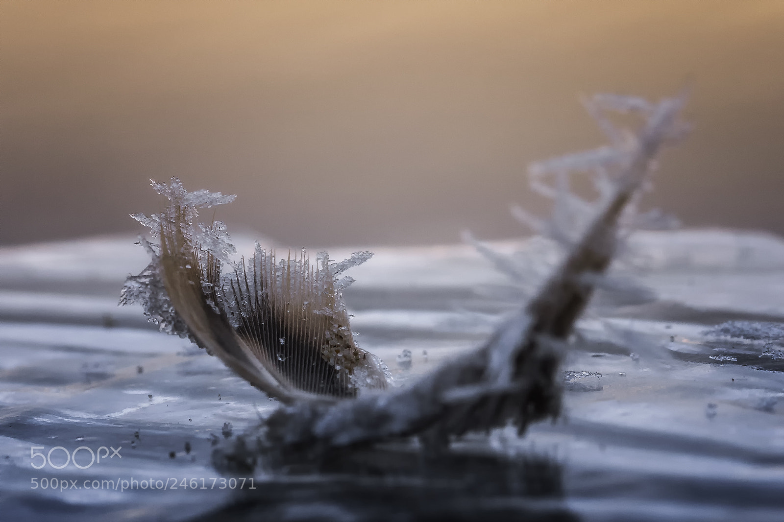 Sony a7 II sample photo. Frozen feather photography