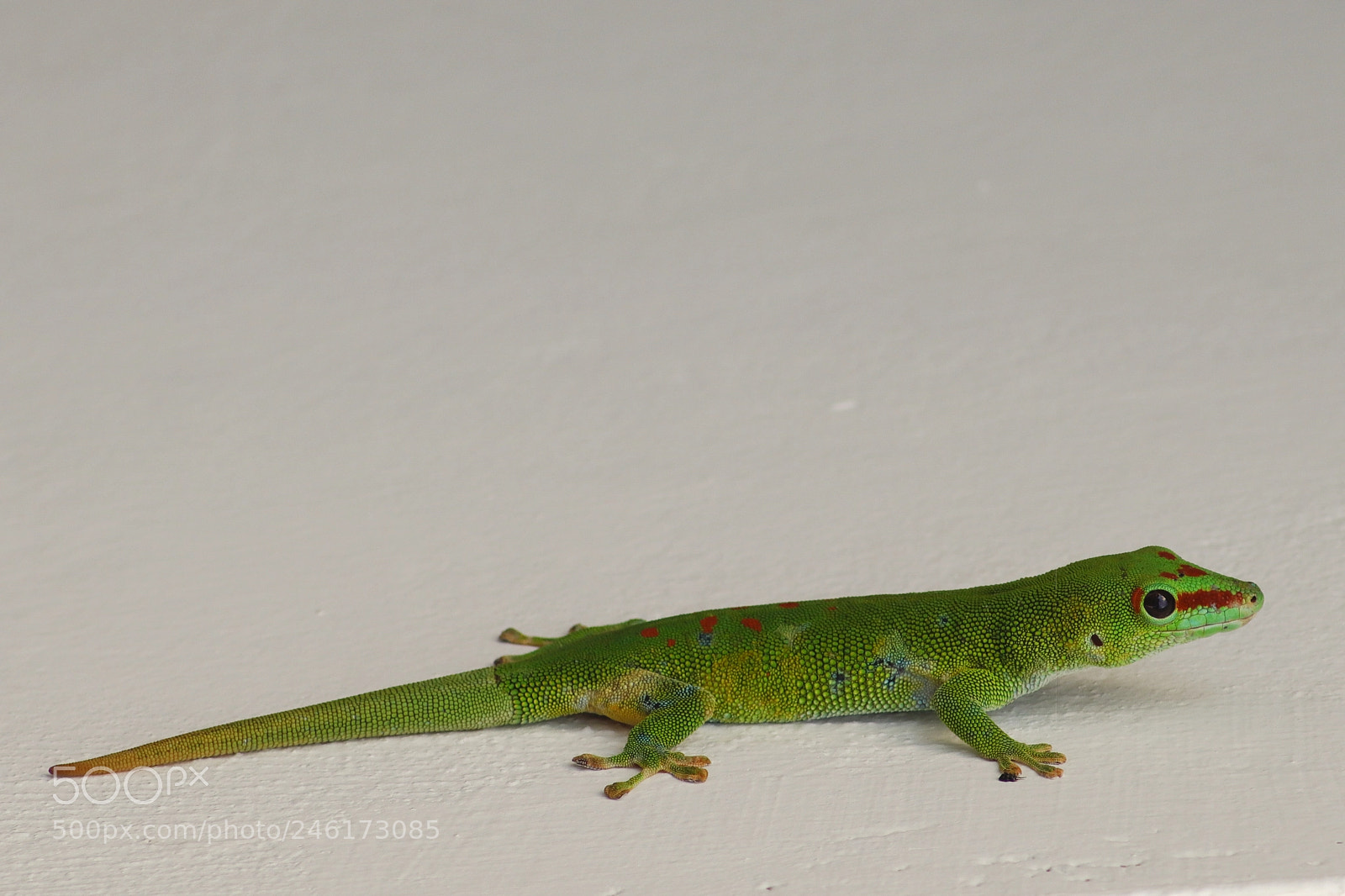 Canon EOS 77D (EOS 9000D / EOS 770D) sample photo. Doucement photography