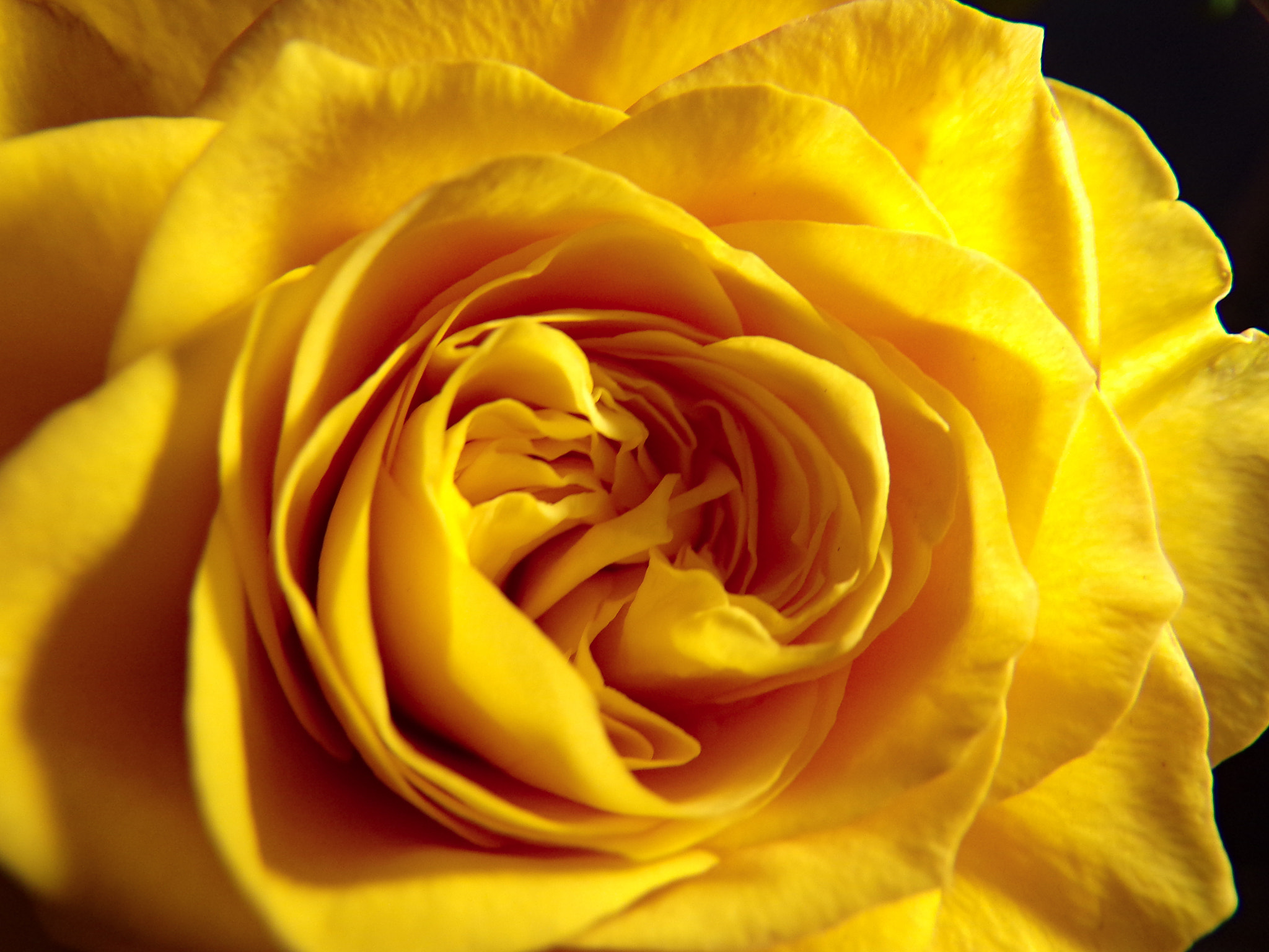 JK KODAK PIXPRO AZ422 sample photo. Yellow flower #h photography