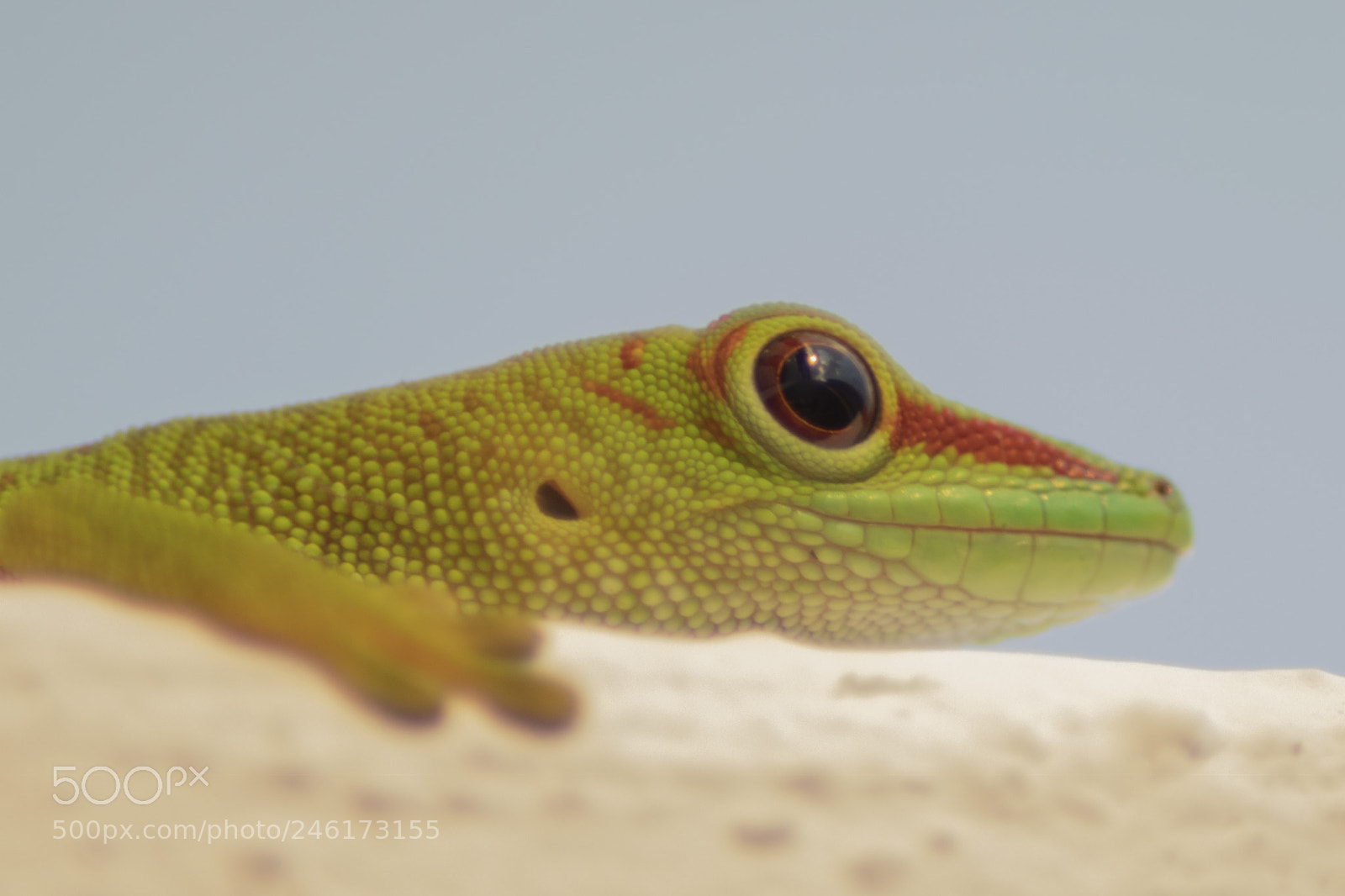 Canon EOS 77D (EOS 9000D / EOS 770D) sample photo. En plein dans l'oeil photography