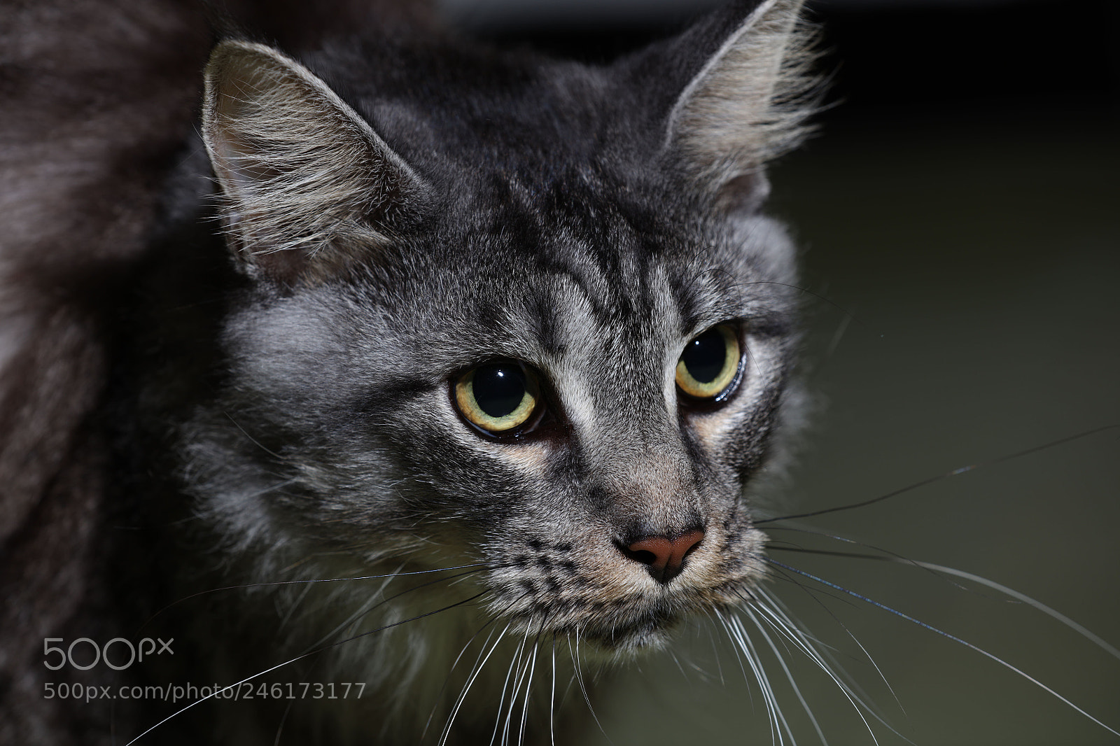 Canon EOS 5DS R sample photo. Ba o photography