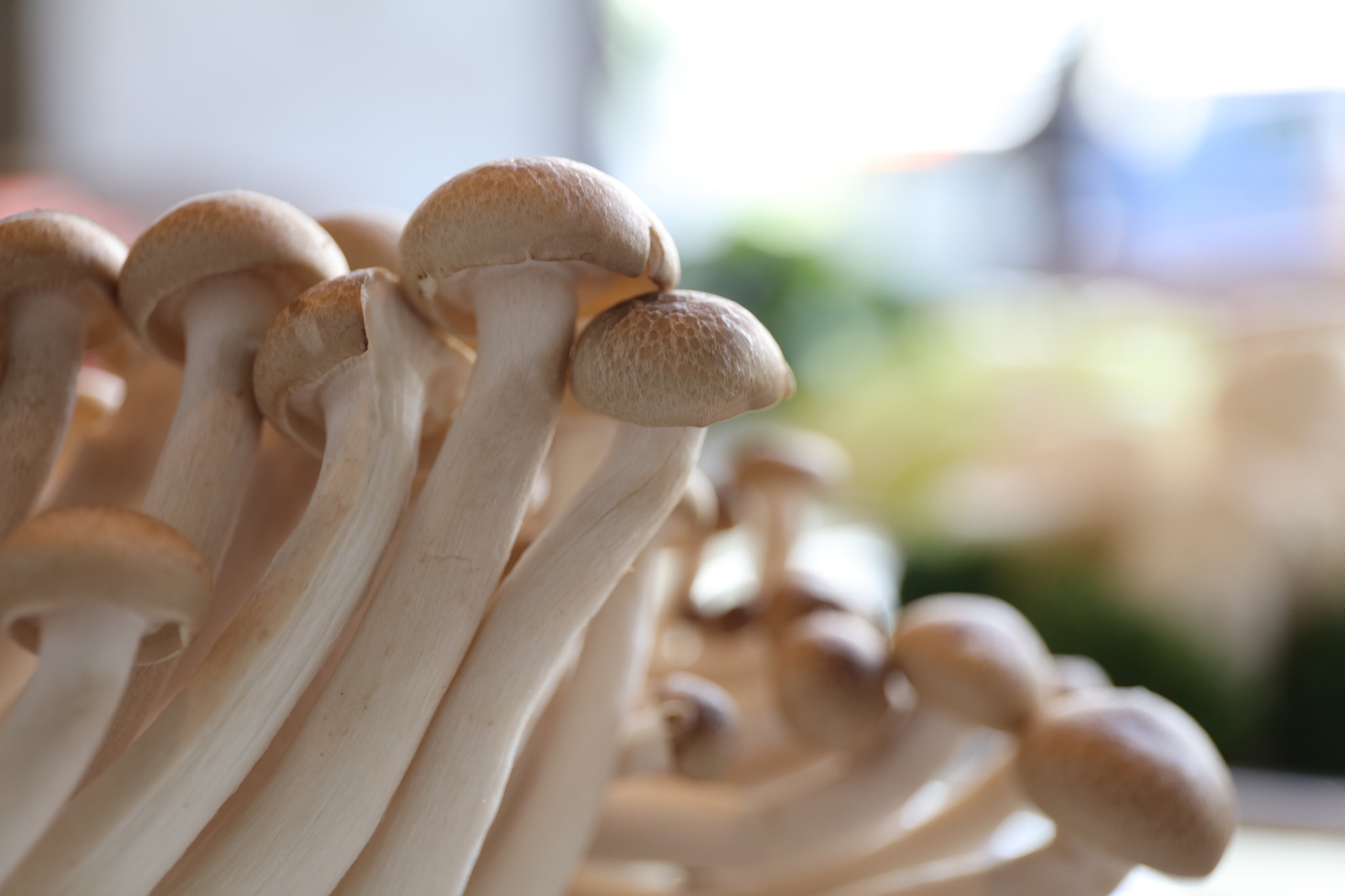 Canon EF 24-70mm F4L IS USM sample photo. Cefa o photography