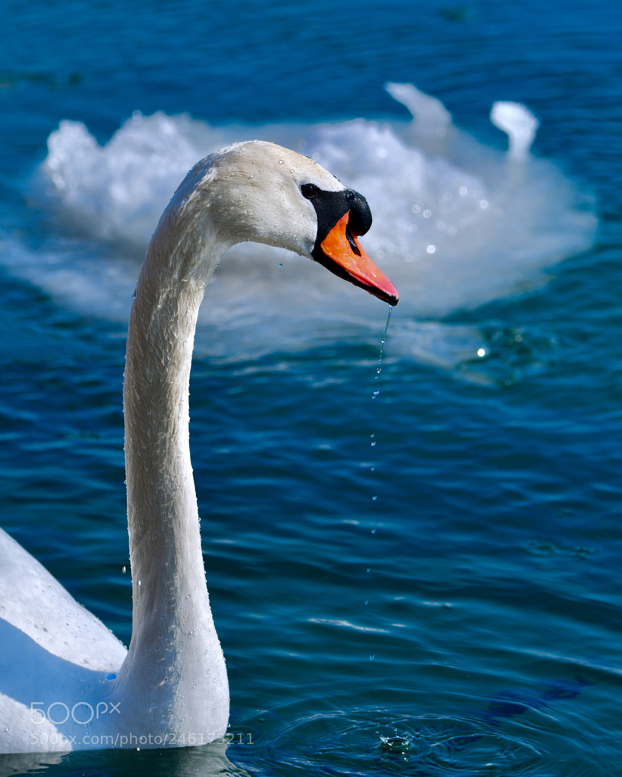 Nikon D850 sample photo. A swan at winter photography