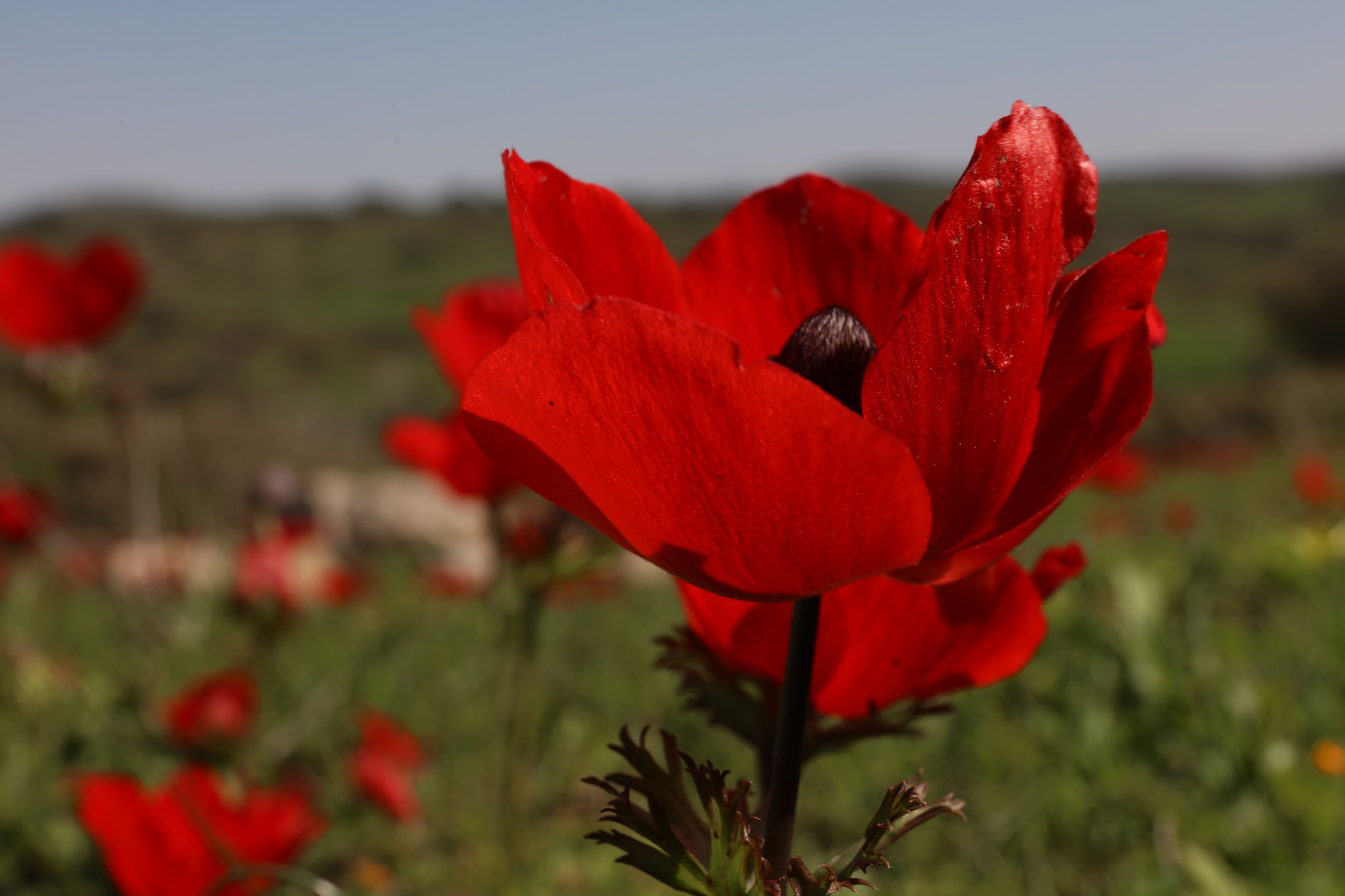 Canon EF 24-70mm F4L IS USM sample photo. Abeddf o photography