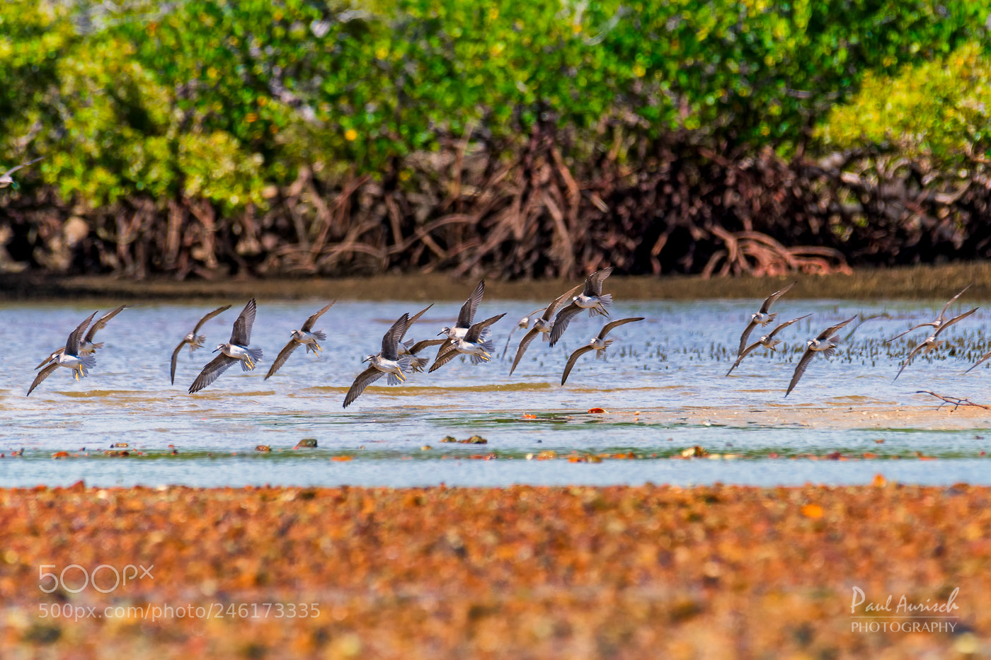 Nikon D500 sample photo. Birds in flight at photography