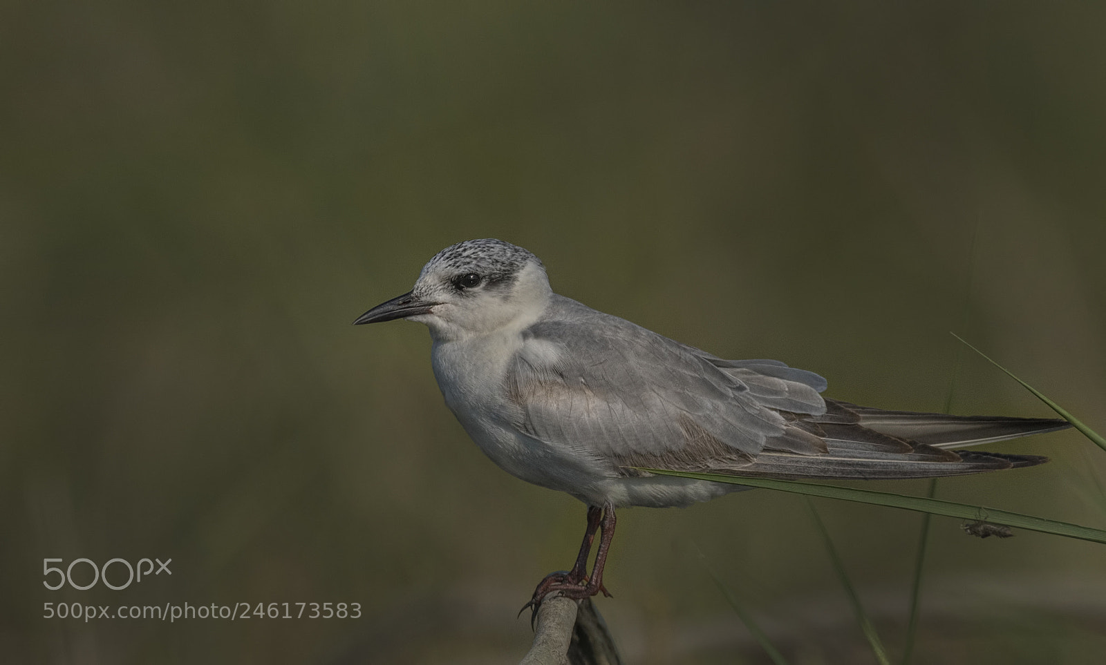 Nikon D500 sample photo. Whiskered tern photography