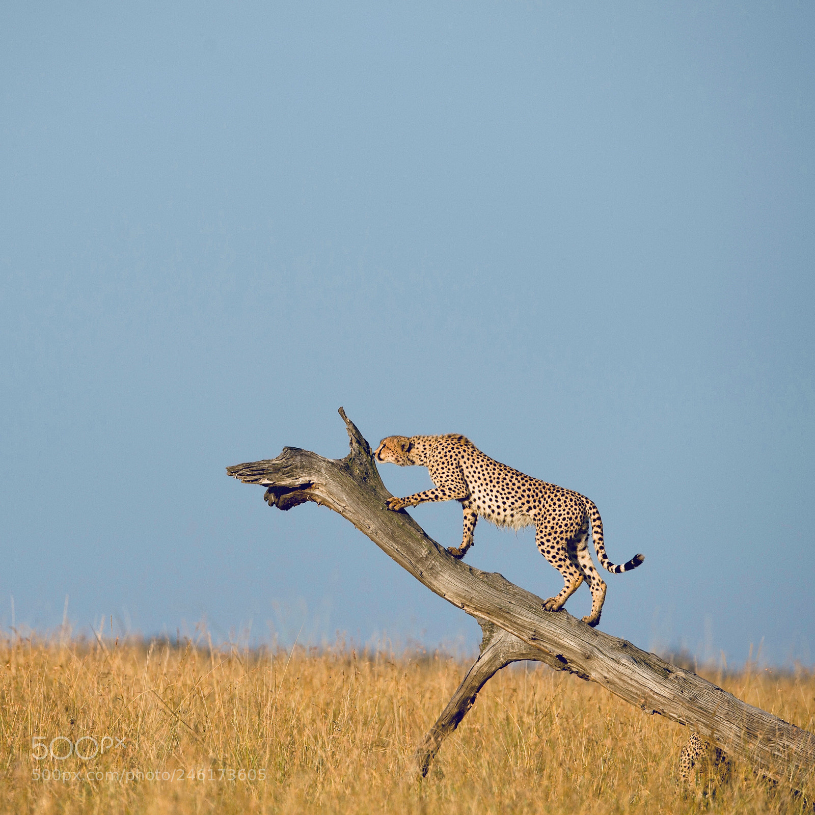 Nikon D4S sample photo. Mara- cheetah photography