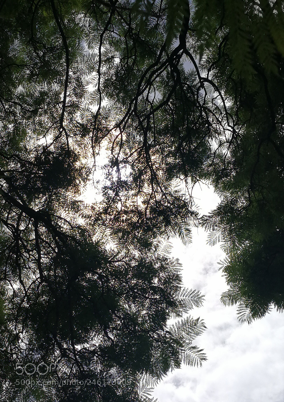 HUAWEI Mate 9 sample photo. Leaves against sky photography