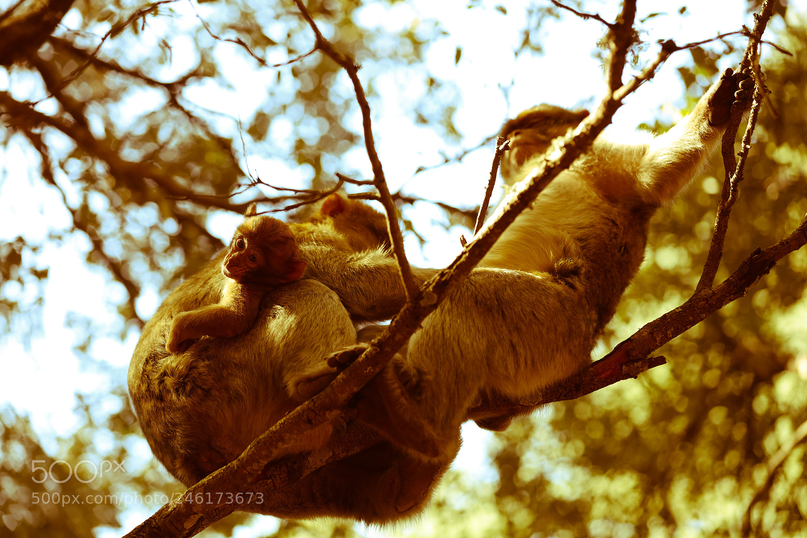 Canon EOS 5DS R sample photo. Cbefecd o photography