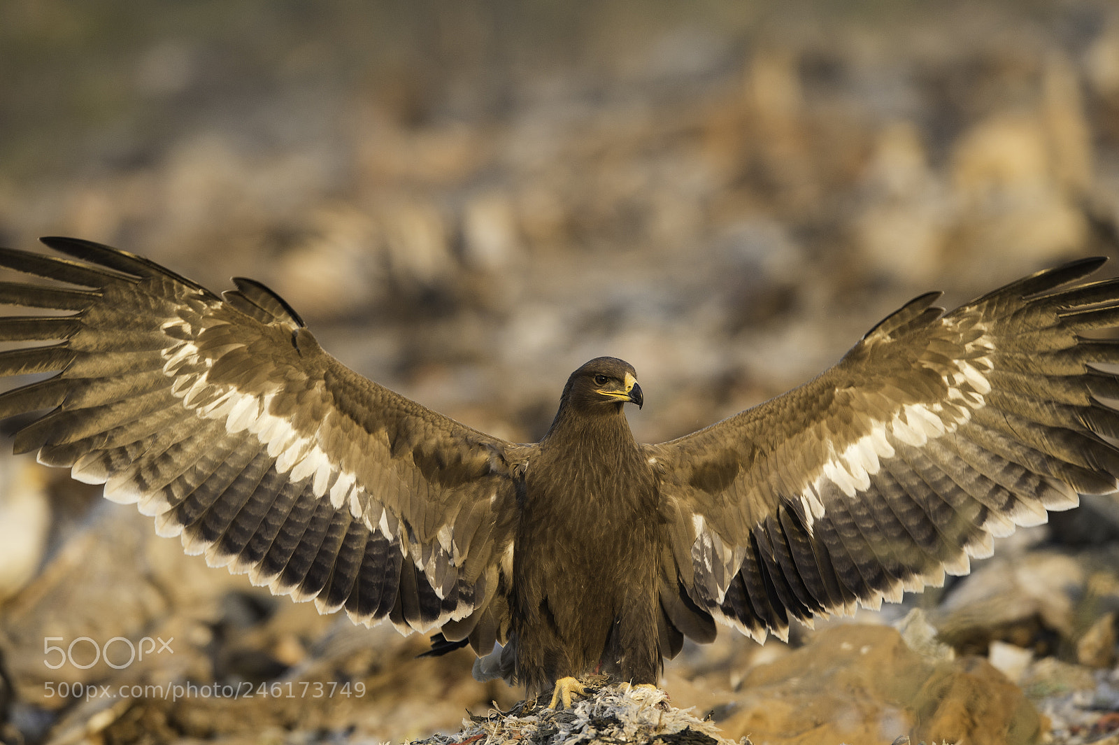 Nikon D4S sample photo. Steppe- jorbheer photography