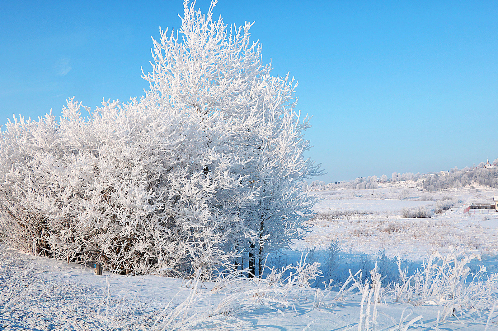 Canon EOS 750D (EOS Rebel T6i / EOS Kiss X8i) sample photo. иней photography