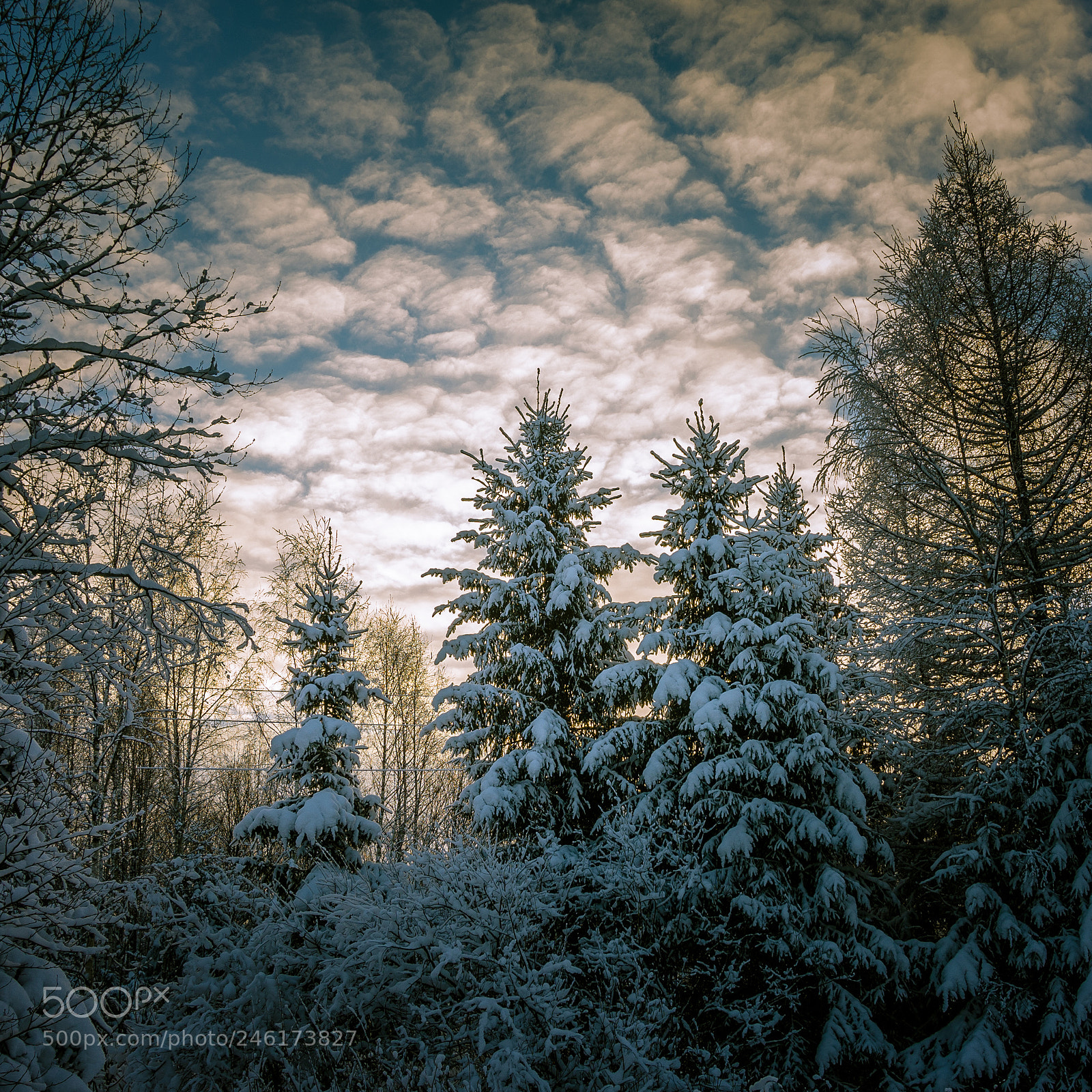 Sony Alpha NEX-5N sample photo. Winter mood photography