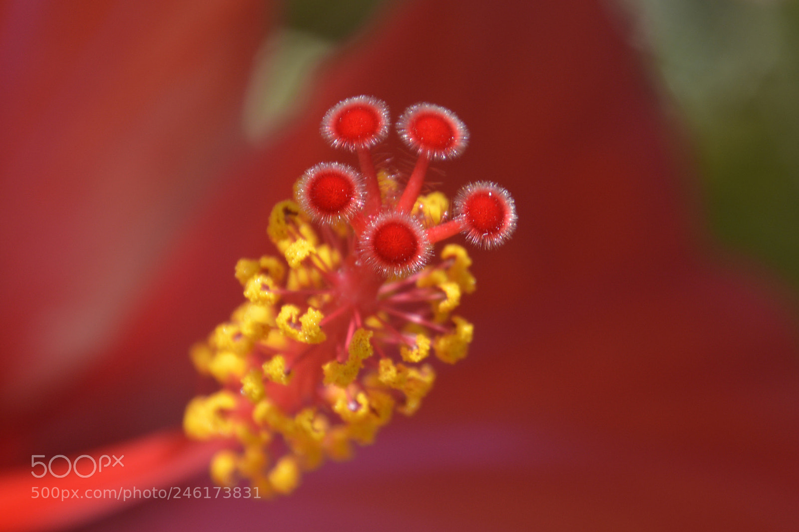 Nikon D5200 sample photo. Hibiscus photography