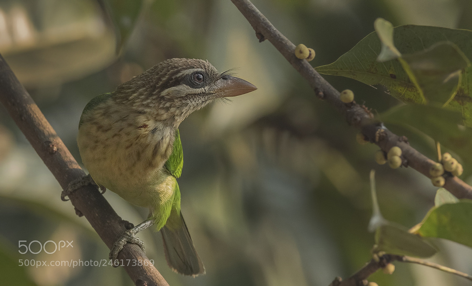 Nikon D500 sample photo. White cheeked barbet photography