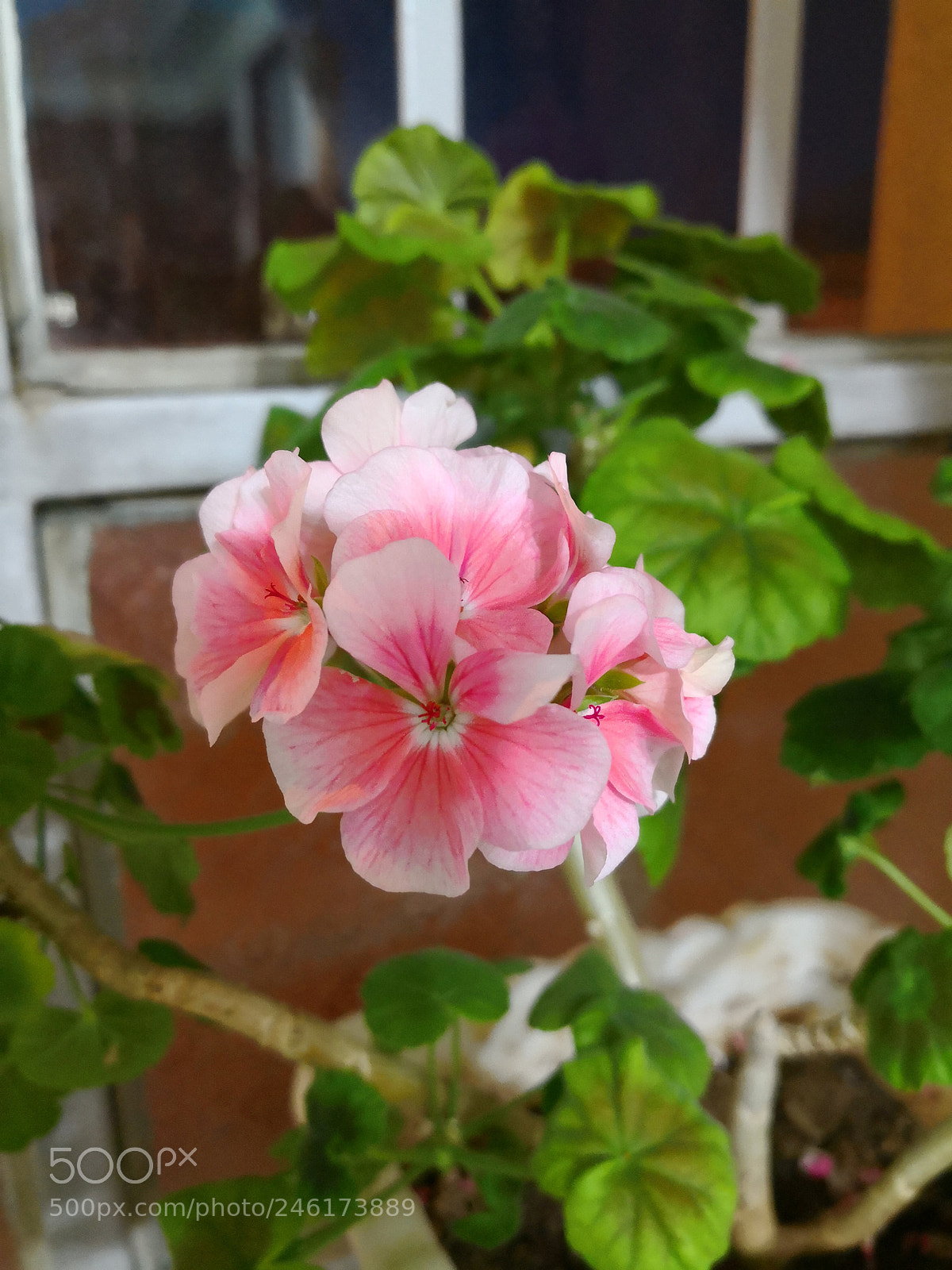 HUAWEI Mate 10 sample photo. Flowers photography