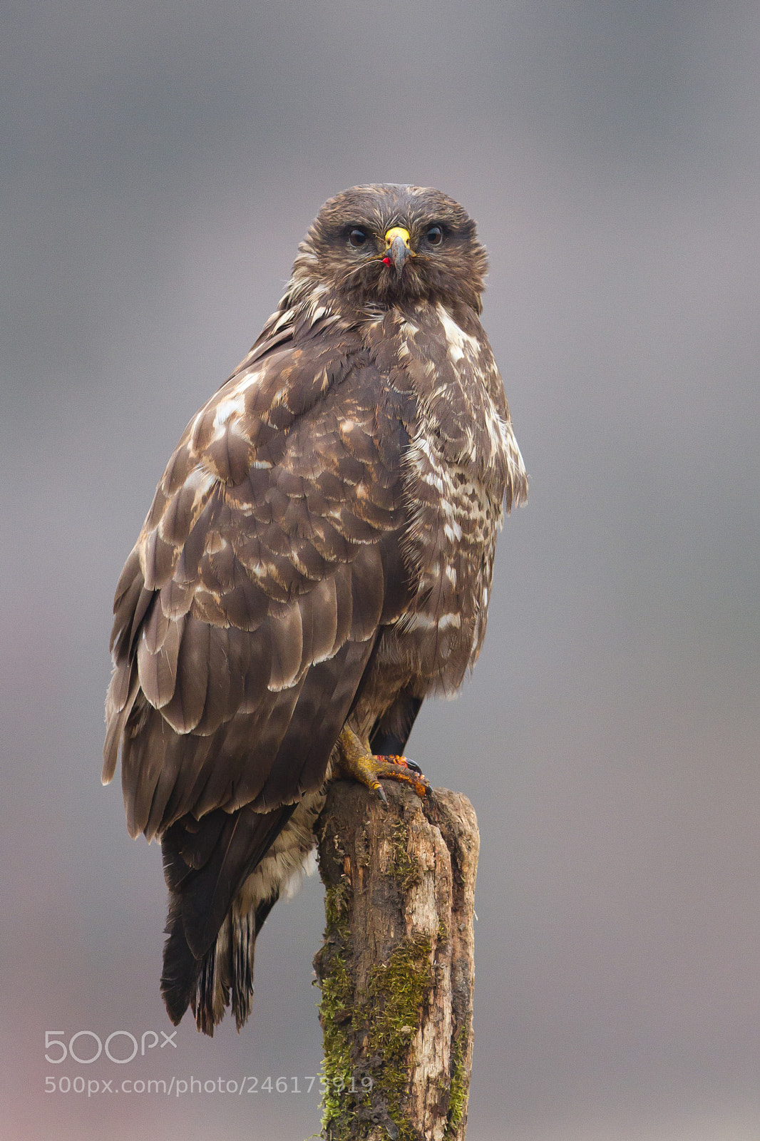 Canon EOS 7D sample photo. Old buzzard after meals photography