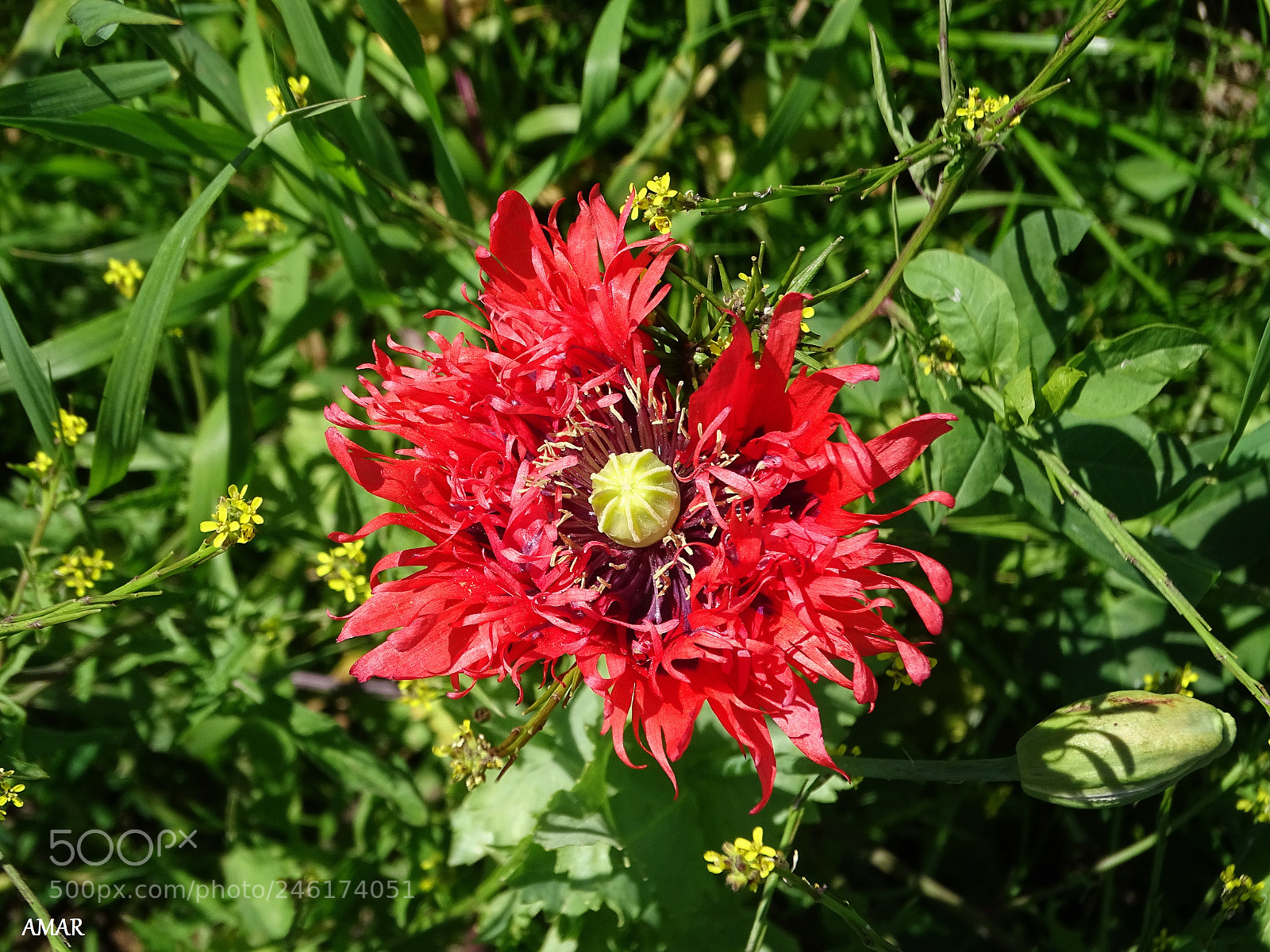 Sony Cyber-shot DSC-HX400V sample photo. Dsc photography