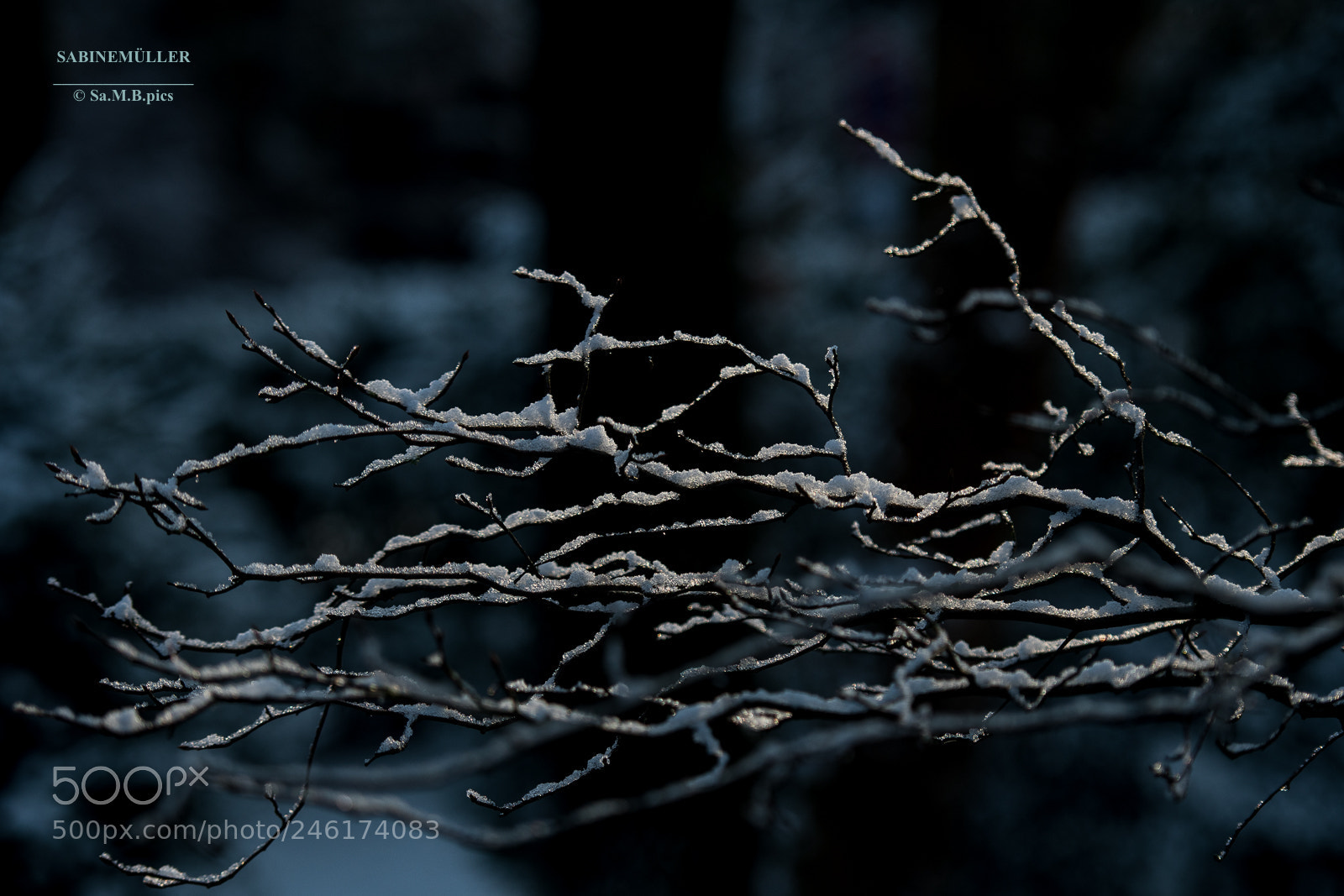 Nikon D500 sample photo. Winterfeeling photography