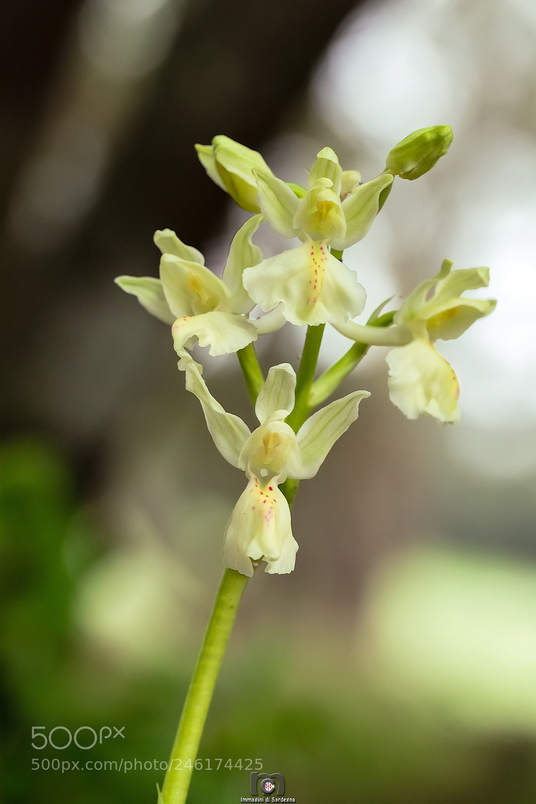 Nikon D7100 sample photo. Orchid photography