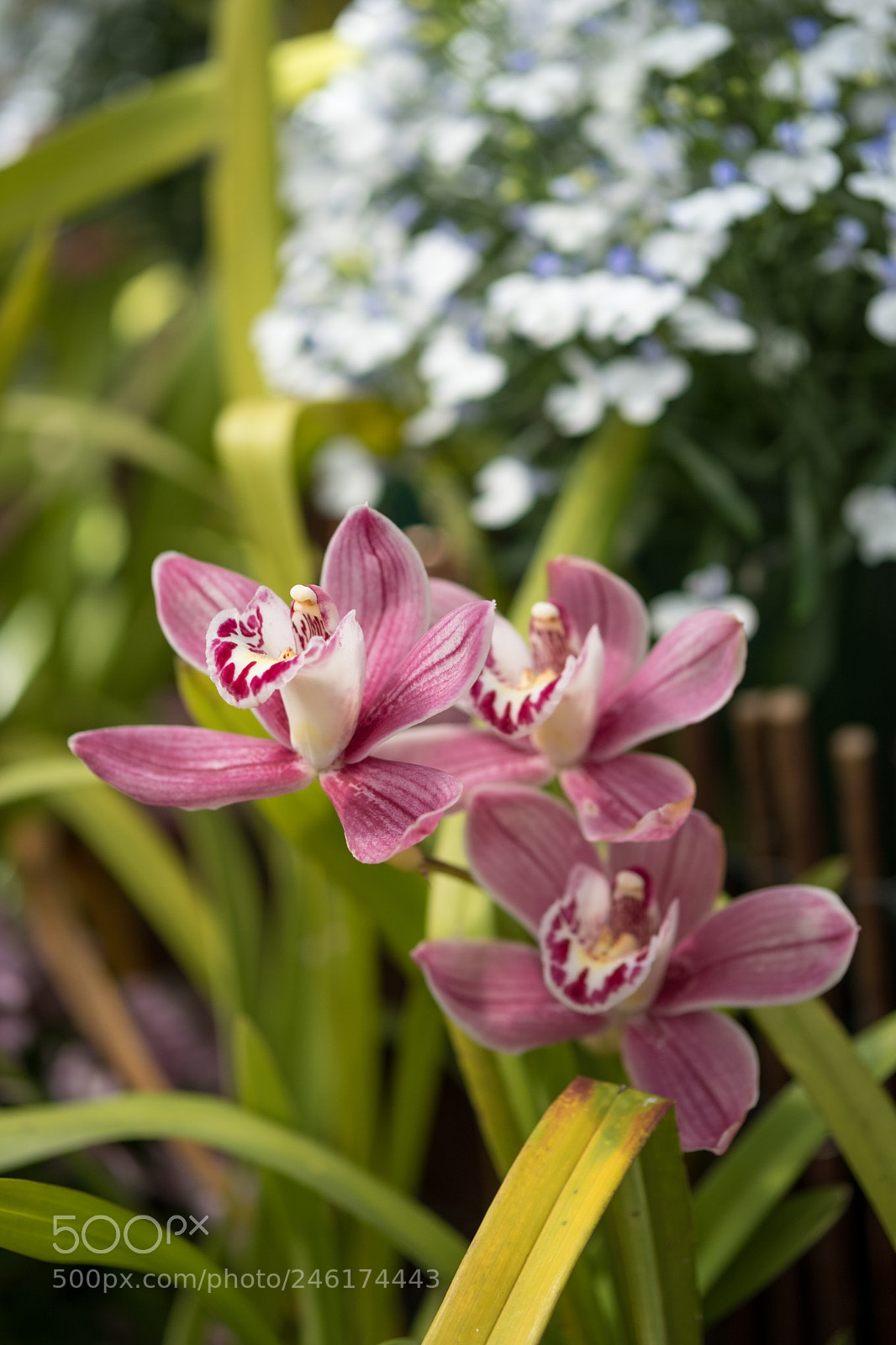 Fujifilm X-T2 sample photo. Ballarat bloom photography