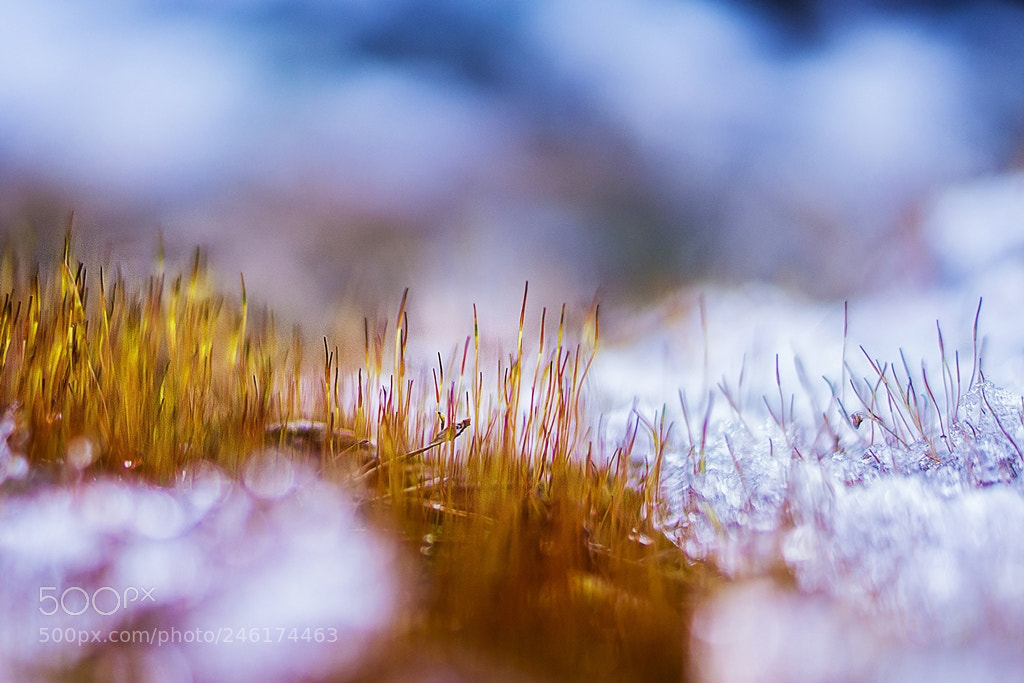 Sony SLT-A57 sample photo. Micro-forest photography