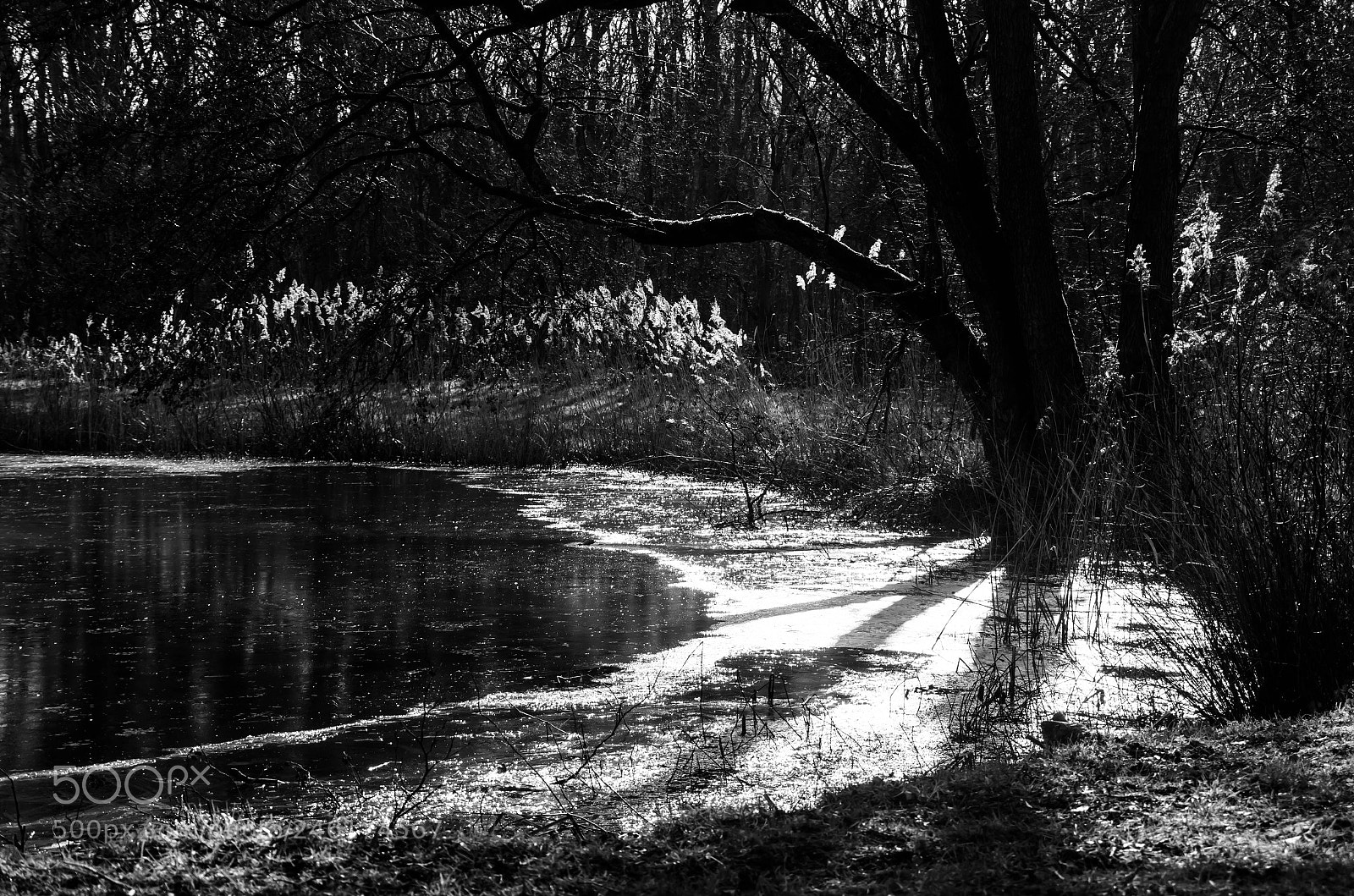 Nikon D5100 sample photo. B&w sunny winter photography