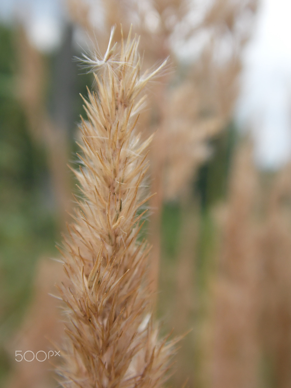 Samsung WB100/  WB101 sample photo. Grass photography