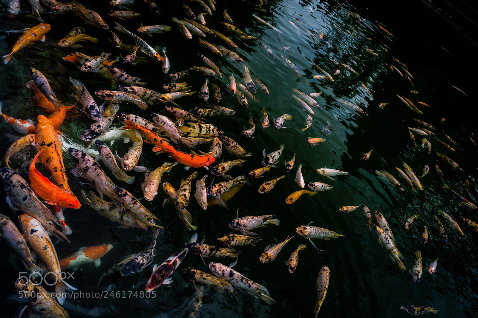 Nikon D7100 sample photo. Bali pool photography