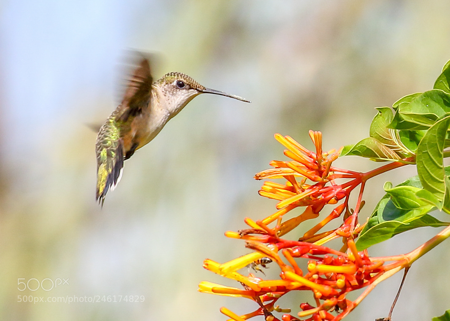 Canon EOS 7D Mark II sample photo. Hummingbird photography