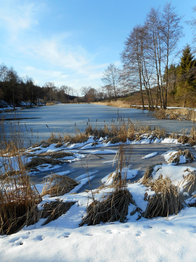 Nikon Coolpix A300 sample photo. Coup de froid dans  les ardennes belges. photography