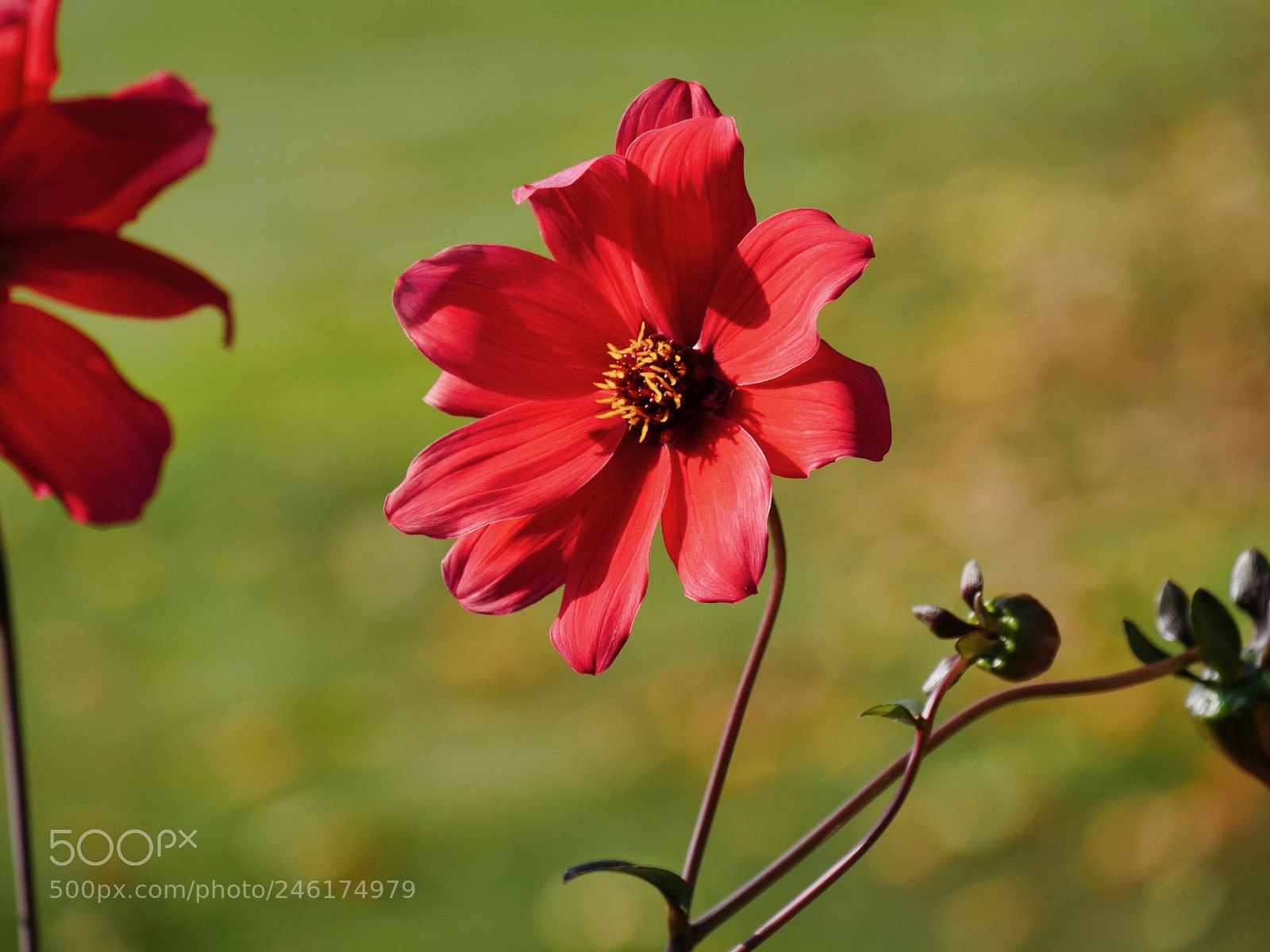 Panasonic Lumix DMC-GH4 sample photo. Dreaming of summer photography