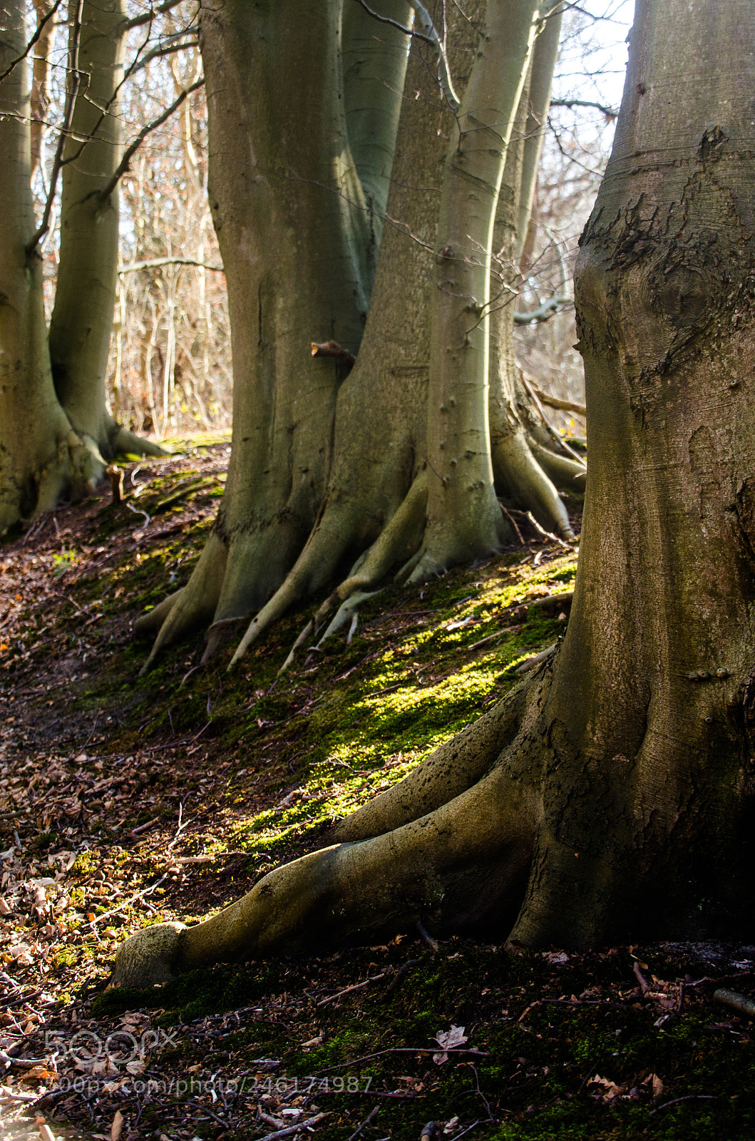 Nikon D5100 sample photo. Old tree photography