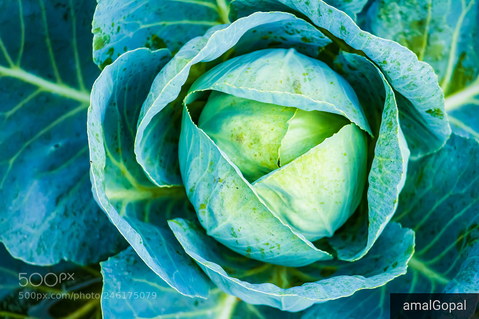Canon EOS 700D (EOS Rebel T5i / EOS Kiss X7i) sample photo. Cabbage photography