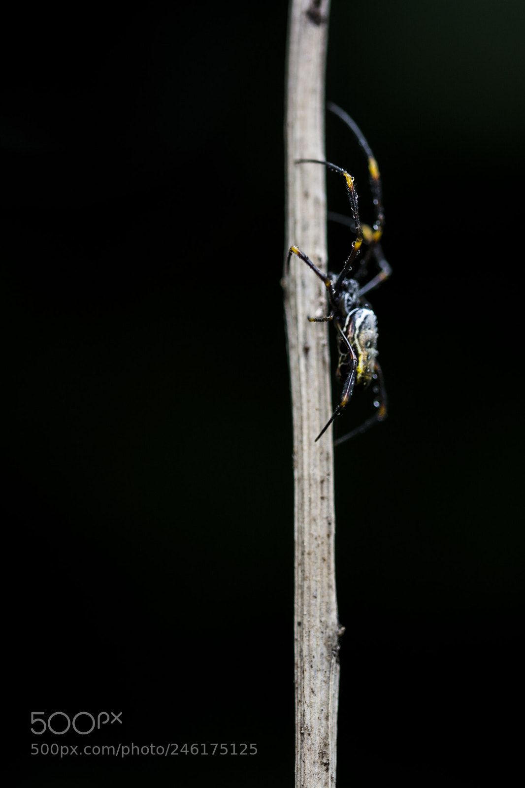 Nikon D7100 sample photo. "lost spider" photography