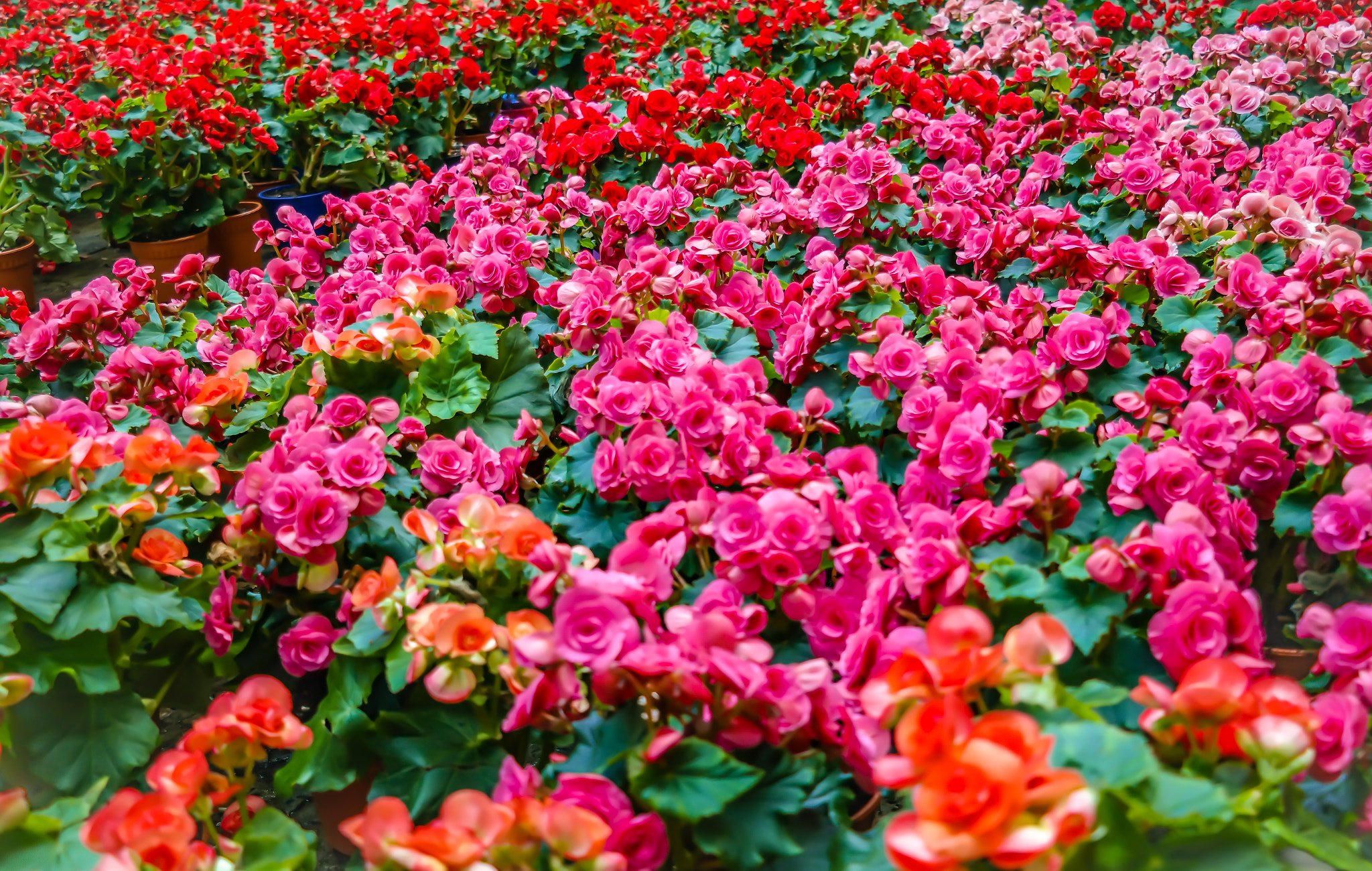 Samsung NX300M sample photo. Flowers in the flower dome, gardens by bay photography