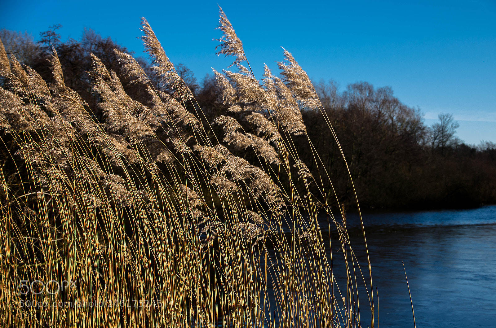 Nikon D5100 sample photo. Weeping grass photography