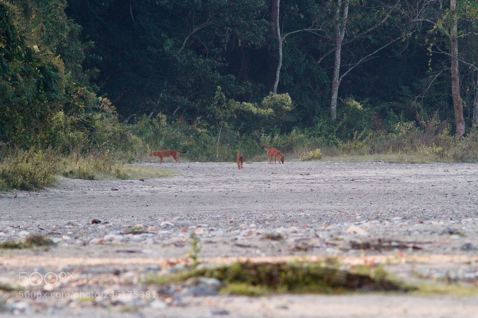 Canon EOS 7D sample photo. Indian wild dog | dhole photography