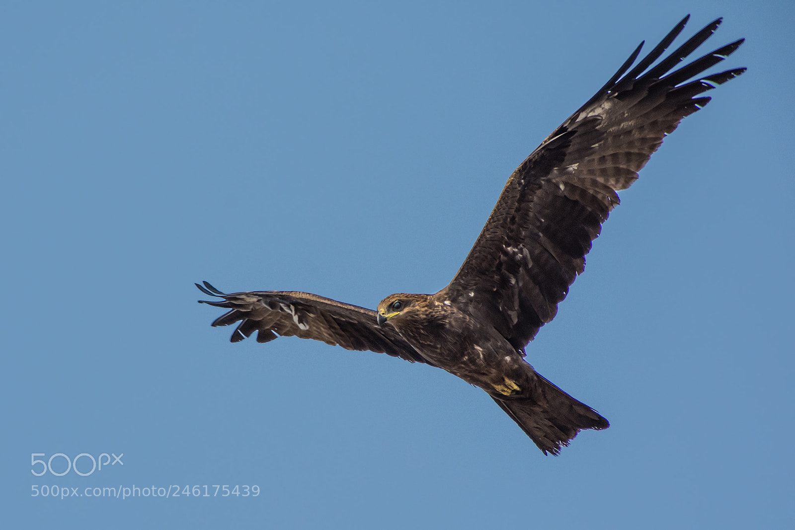 Nikon D7200 sample photo. Fly like a falcon! photography
