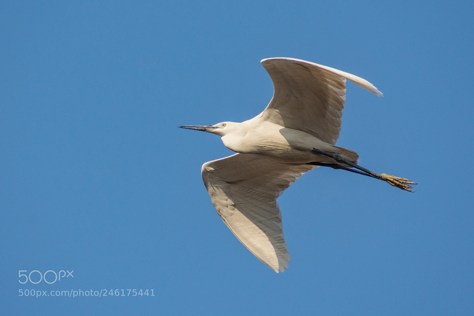 Nikon D7200 sample photo. Fly like an angel! photography