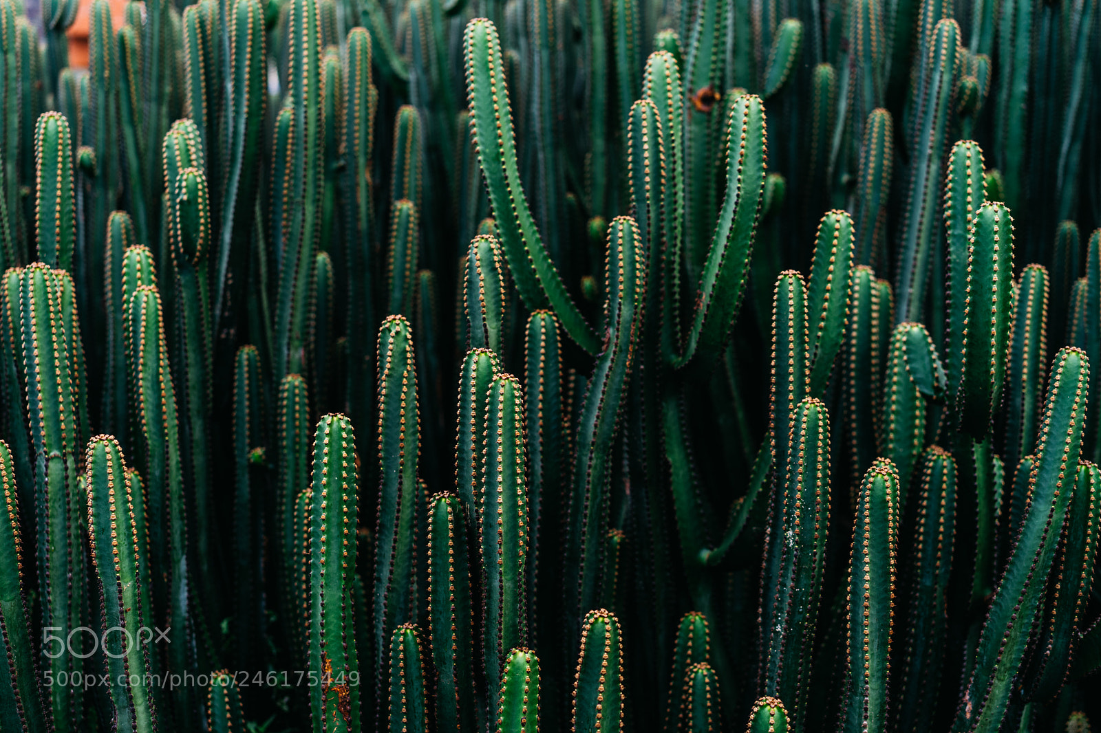 Sony a7 II sample photo. Green cactus photography
