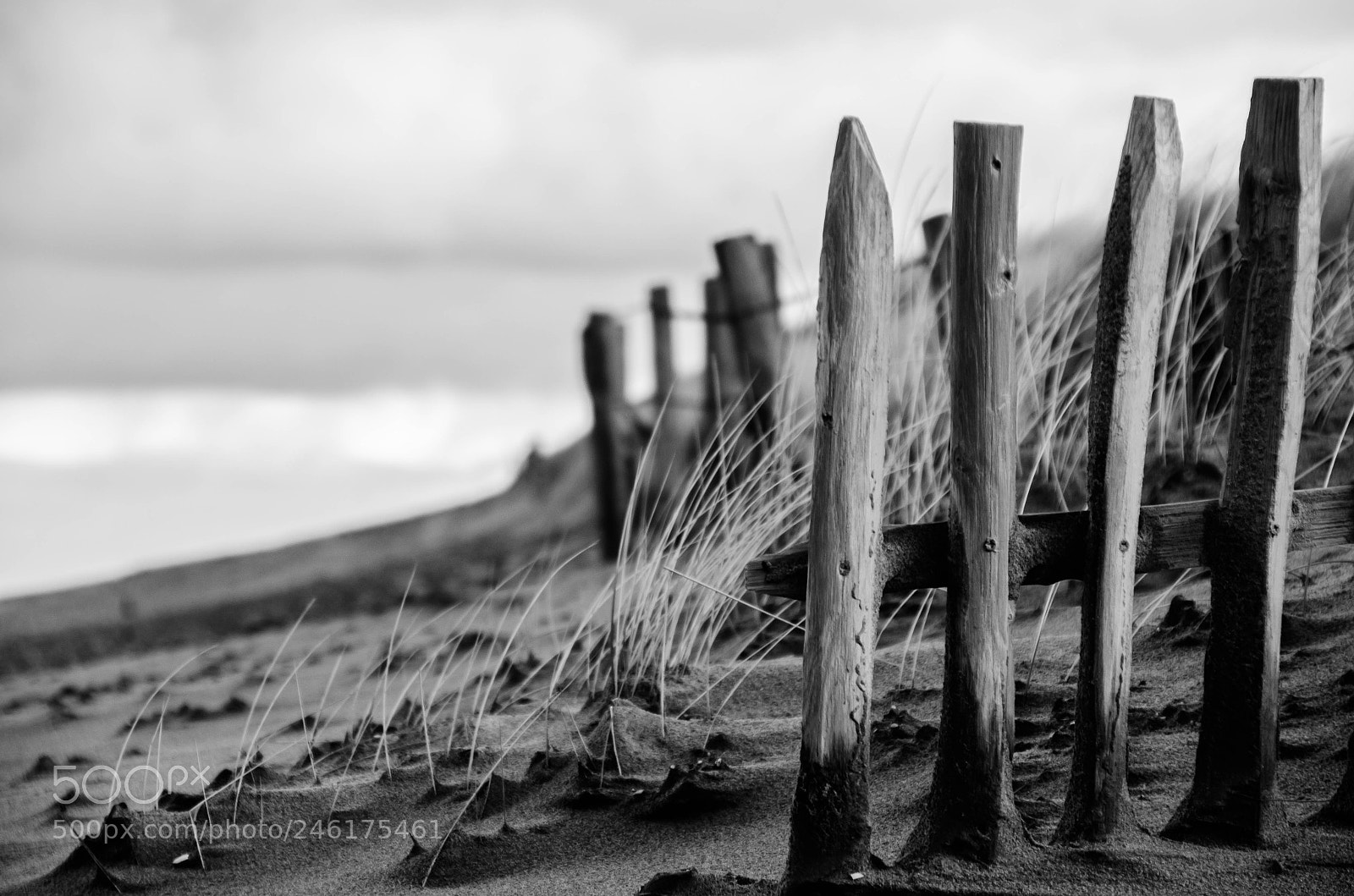 Nikon D5100 sample photo. B&w beach photography