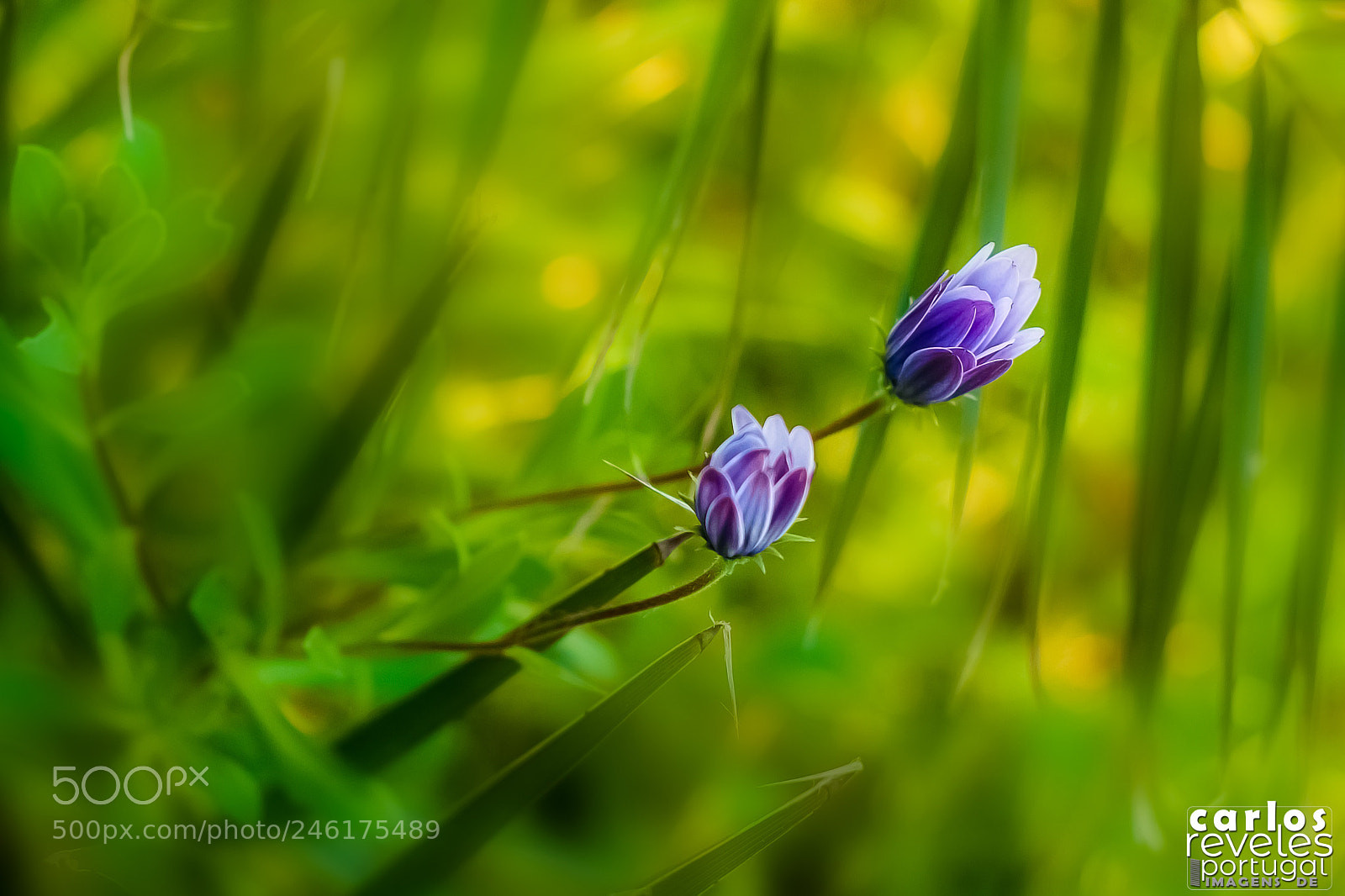 Nikon D5000 sample photo. Dueto de flores photography