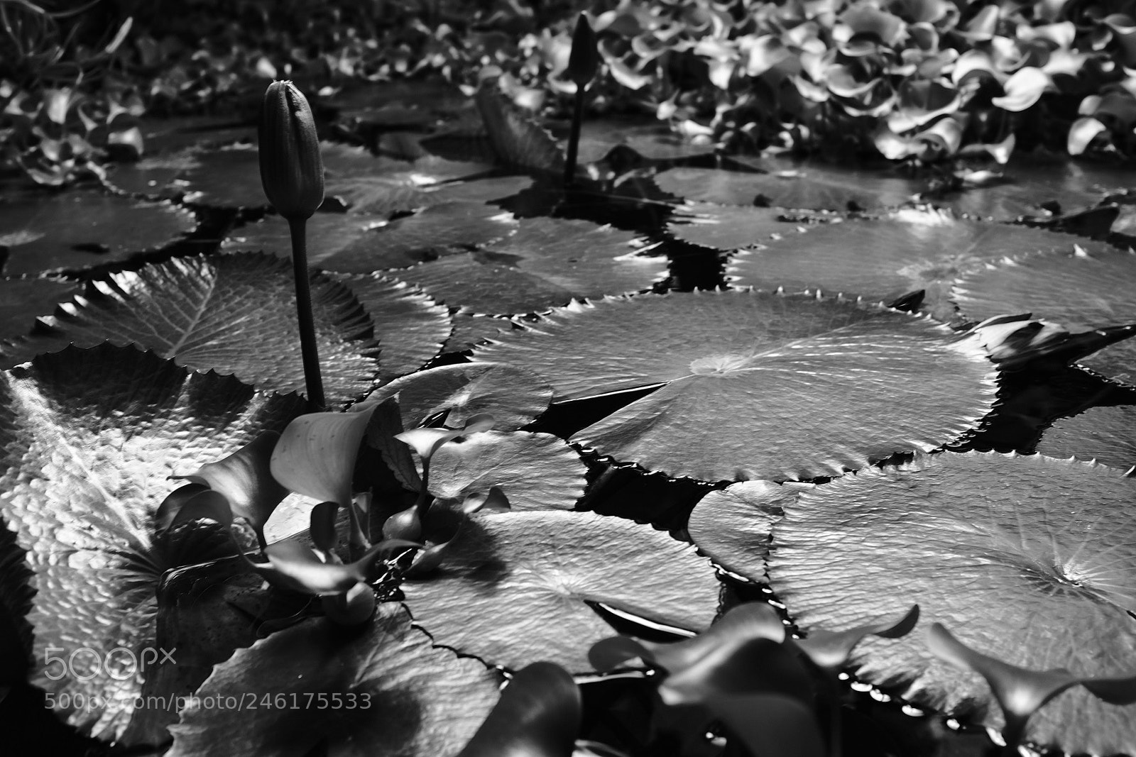 Fujifilm X100F sample photo. Water lily photography
