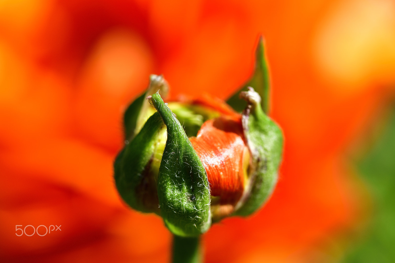 Nikon AF-S Micro-Nikkor 105mm F2.8G IF-ED VR sample photo. Bud is a symbol of spring to come 2 photography