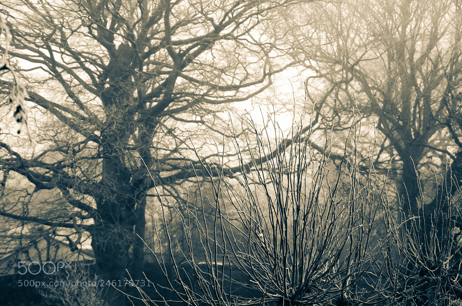 Nikon D5100 sample photo. Winter trees photography