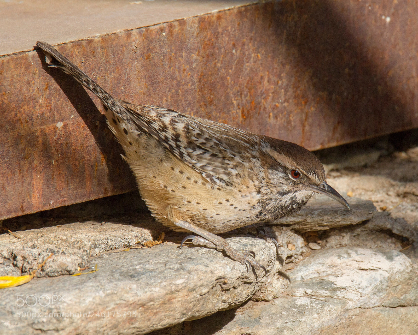 Canon EOS 7D sample photo. Cactus wren photography